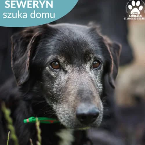 Seweryn, male puppy Mixed Breed for adoption at Fundacja Puszatek, Warszawa