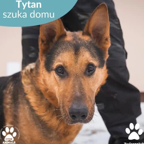 Tytan, male puppy Mixed Breed for adoption at Fundacja Puszatek, Warszawa
