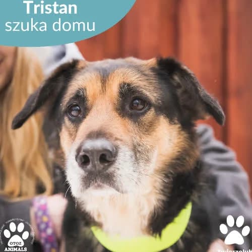 Tristan, male puppy Mixed Breed for adoption at Fundacja Puszatek, Warszawa