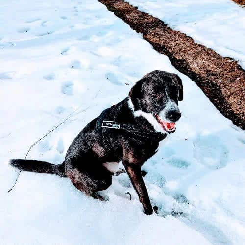 Toby, male 6yo Mixed Breed for adoption at Fundacja Puszatek, Warszawa