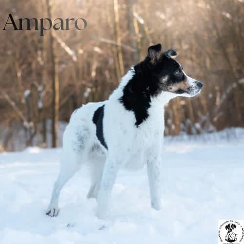 delikatny AMPARO, male 3yo Mixed Breed for adoption at Fundacja Puszatek, Warszawa