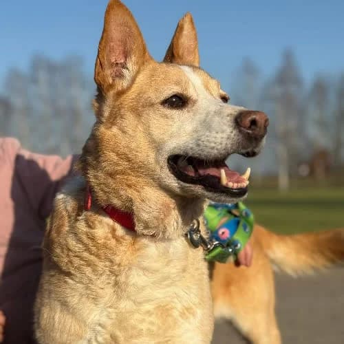 Fado, male 5yo Mixed Breed for adoption at Fundacja Puszatek, Warszawa