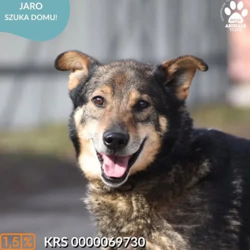 JARO, male senior Mixed Breed for adoption at Fundacja Puszatek, Warszawa