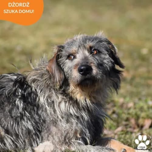 DŻORDŻ, male puppy Mixed Breed for adoption at Fundacja Puszatek, Warszawa