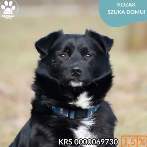KOZAK, male puppy Mixed Breed for adoption at Fundacja Puszatek, Warszawa
