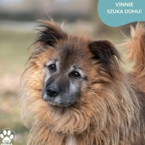 VINNIE, male puppy Mixed Breed for adoption at Fundacja Puszatek, Warszawa