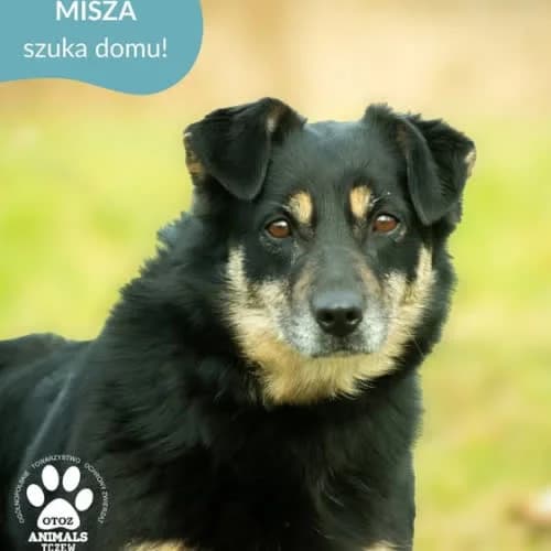 MISZA, female puppy Mixed Breed for adoption at Fundacja Puszatek, Warszawa