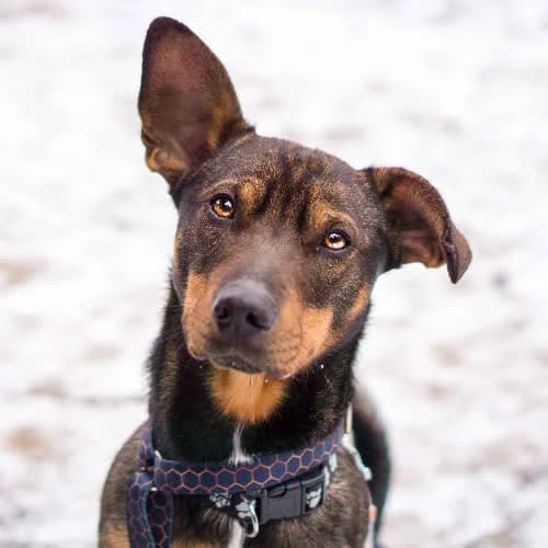 Precel, male puppy Mixed Breed for adoption at Fundacja Puszatek, Warszawa