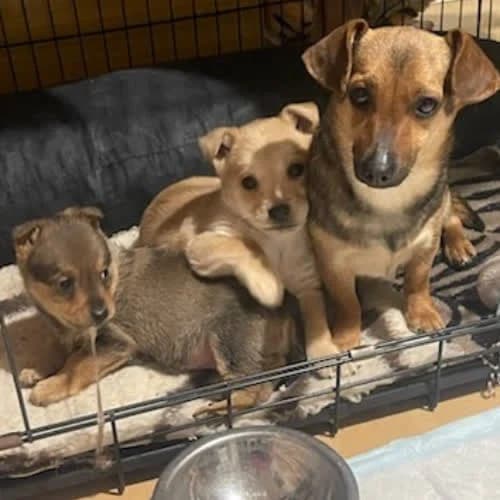 Lady, Leon, Lala, female young Mixed Breed for adoption at Fundacja Puszatek, Warszawa