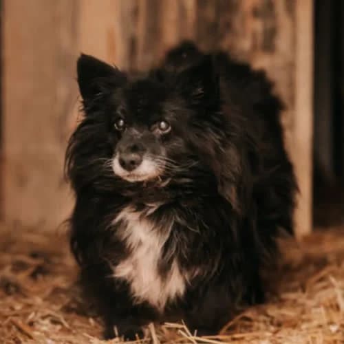Arczi, male puppy Mixed Breed for adoption at Fundacja Puszatek, Warszawa