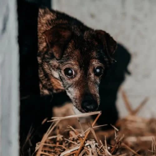 Bady, male puppy Mixed Breed for adoption at Fundacja Puszatek, Warszawa
