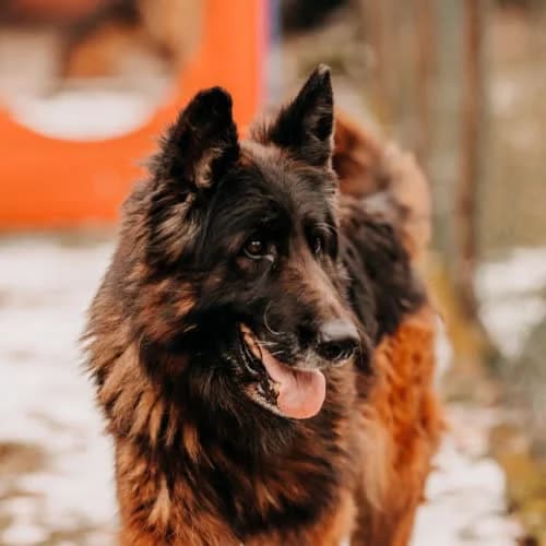Barbra, female puppy Mixed Breed for adoption at Fundacja Puszatek, Warszawa