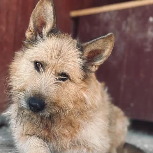 Bodzio, male puppy Mixed Breed for adoption at Fundacja Puszatek, Warszawa