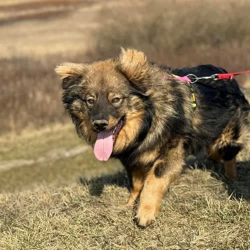 Mushu, male puppy Mixed Breed for adoption at Fundacja Puszatek, Warszawa