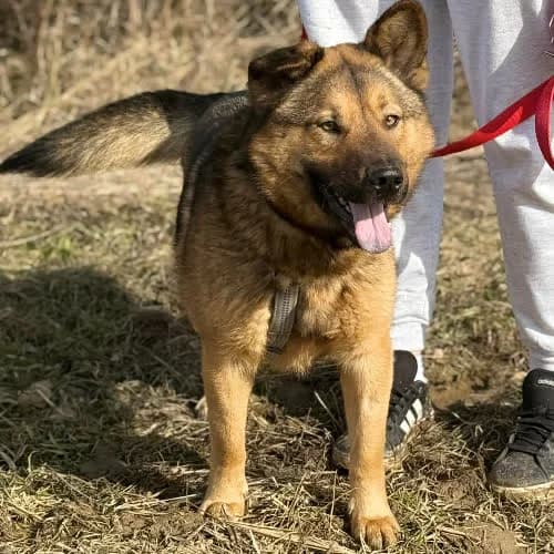 Mulan, female puppy Mixed Breed for adoption at Fundacja Puszatek, Warszawa