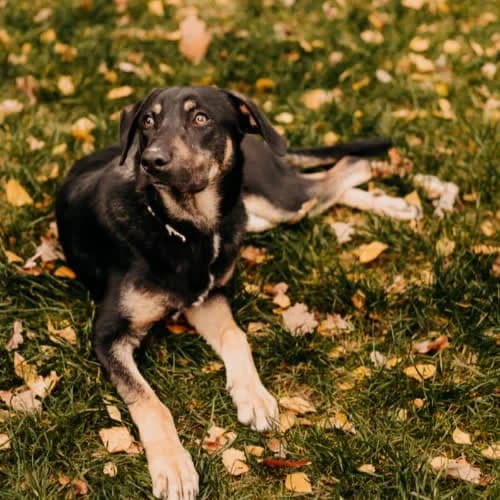 Bruno, male puppy Mixed Breed for adoption at Fundacja Puszatek, Warszawa