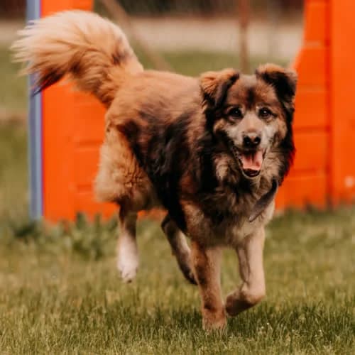 Buddy, male puppy Mixed Breed for adoption at Fundacja Puszatek, Warszawa