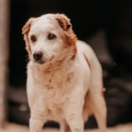 Bunia, female puppy Mixed Breed for adoption at Fundacja Puszatek, Warszawa