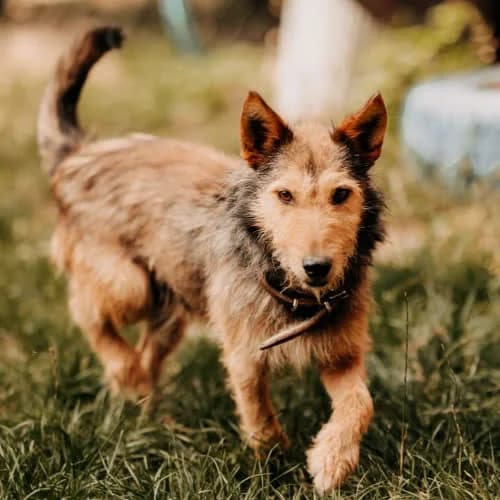 Carlos, male puppy Mixed Breed for adoption at Fundacja Puszatek, Warszawa