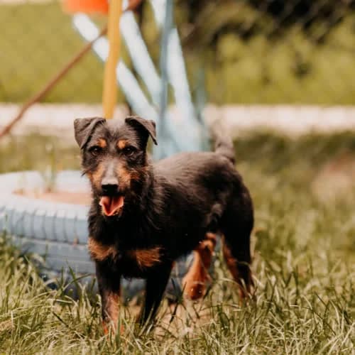 Charlie, male puppy Mixed Breed for adoption at Fundacja Puszatek, Warszawa
