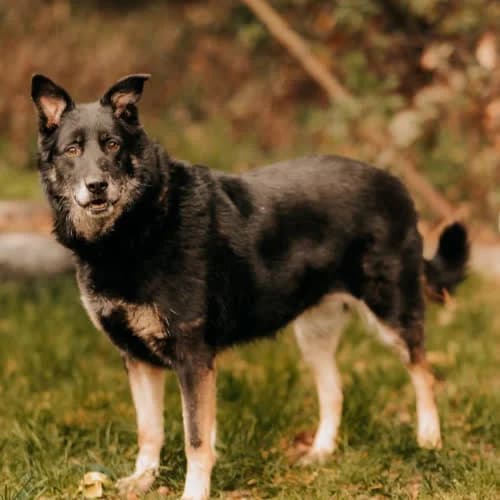 Cher, female puppy Mixed Breed for adoption at Fundacja Puszatek, Warszawa