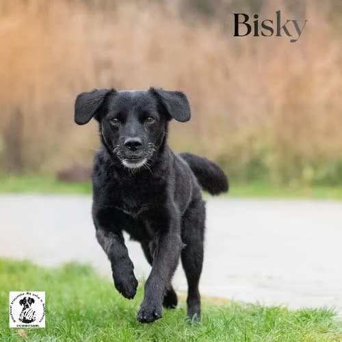 optymista BISKY, male 6yo Mixed Breed for adoption at Fundacja Puszatek, Warszawa