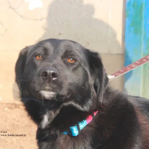 Fiona, female puppy Mixed Breed for adoption at Fundacja Puszatek, Warszawa