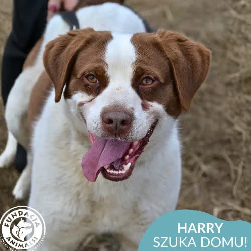 Harry, male puppy Mixed Breed for adoption at Fundacja Puszatek, Warszawa
