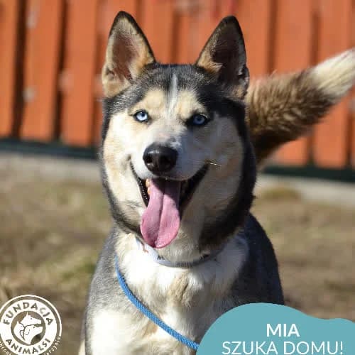 Mia, female puppy Mixed Breed for adoption at Fundacja Puszatek, Warszawa
