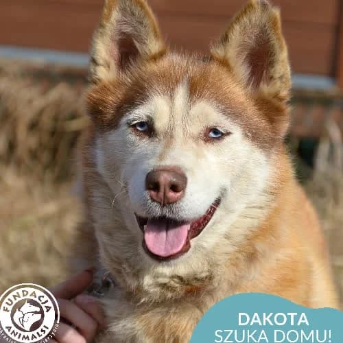 Dakota, female puppy Mixed Breed for adoption at Fundacja Puszatek, Warszawa