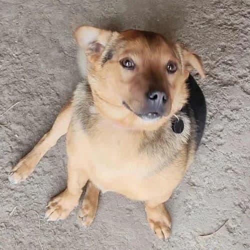 Bąbel, male 7yo Mixed Breed for adoption at Fundacja Puszatek, Warszawa