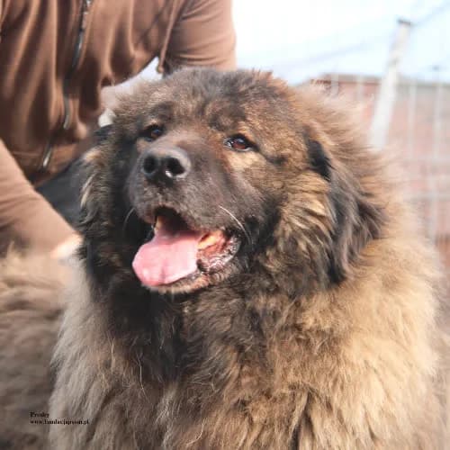 Presley, male puppy Mixed Breed for adoption at Fundacja Puszatek, Warszawa