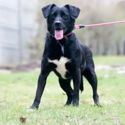 EMKA, female puppy Mixed Breed for adoption at Fundacja Puszatek, Warszawa