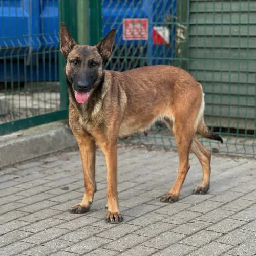 Costa, female 6yo Mixed Breed for adoption at Fundacja Puszatek, Warszawa