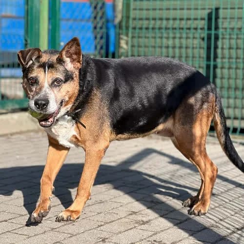 Sonia, female puppy Mixed Breed for adoption at Fundacja Puszatek, Warszawa