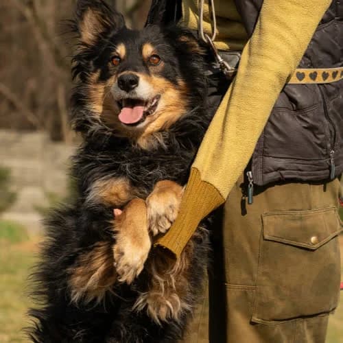 Wesołek, male puppy Mixed Breed for adoption at Fundacja Puszatek, Warszawa