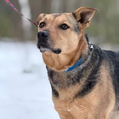 Gucia, female puppy Mixed Breed for adoption at Fundacja Puszatek, Warszawa