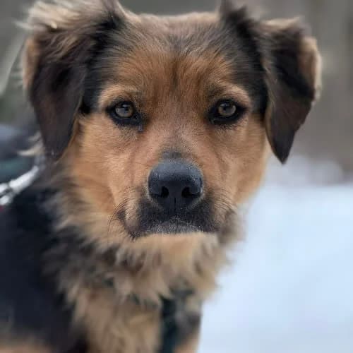 Gusia, female puppy Mixed Breed for adoption at Fundacja Puszatek, Warszawa
