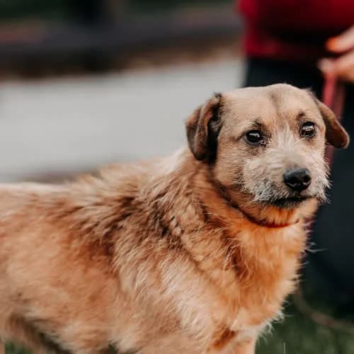 Chips, male puppy Mixed Breed for adoption at Fundacja Puszatek, Warszawa