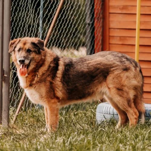 Cywil, male puppy Mixed Breed for adoption at Fundacja Puszatek, Warszawa