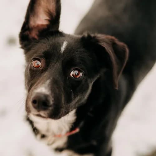 Czika, female puppy Mixed Breed for adoption at Fundacja Puszatek, Warszawa