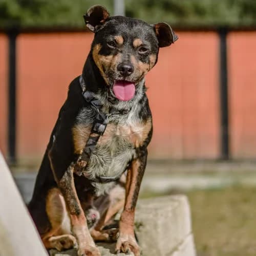 Dracula, male puppy Mixed Breed for adoption at Fundacja Puszatek, Warszawa