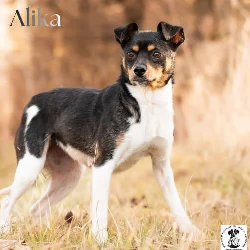 wrażliwa Alika, female puppy Mixed Breed for adoption at Fundacja Puszatek, Warszawa