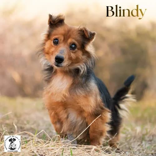 ufny Blindy, male senior Mixed Breed for adoption at Fundacja Puszatek, Warszawa