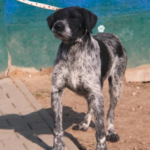 Pongo, male puppy Mixed Breed for adoption at Fundacja Puszatek, Warszawa