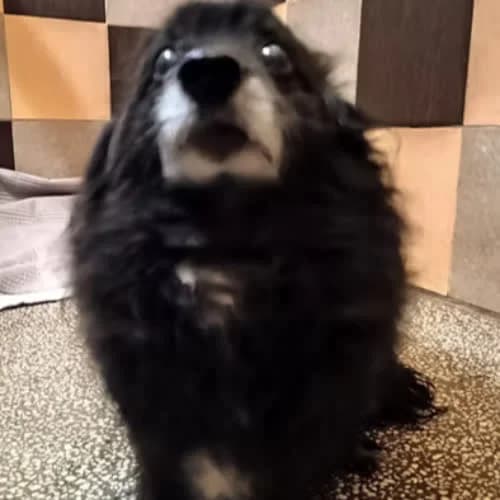 FREDEK, male 7yo Mixed Breed for adoption at Fundacja Puszatek, Warszawa