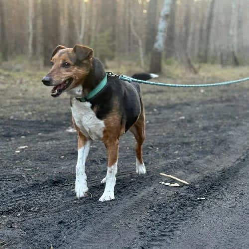 GRYFEK, male puppy Mixed Breed for adoption at Fundacja Puszatek, Warszawa