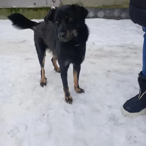 TOSIEK, male 5yo Mixed Breed for adoption at Fundacja Puszatek, Warszawa