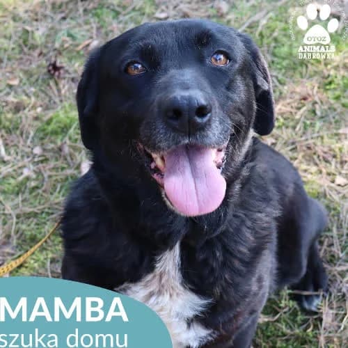 Mamba, female puppy Mixed Breed for adoption at Fundacja Puszatek, Warszawa