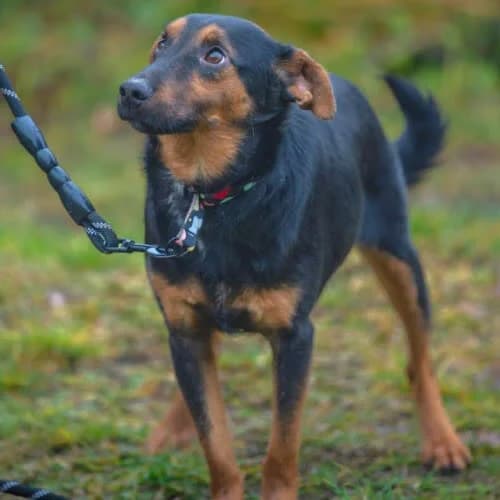 MOGEL, male puppy Mixed Breed for adoption at Fundacja Puszatek, Warszawa